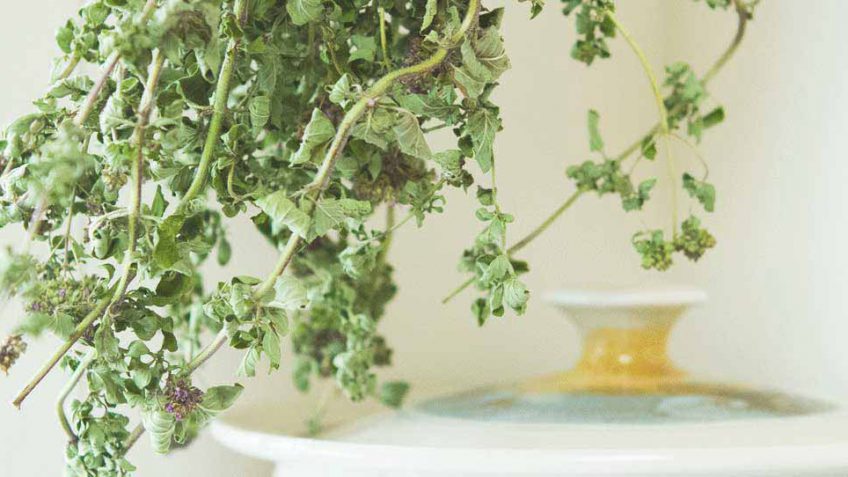 how to dry your own oregano