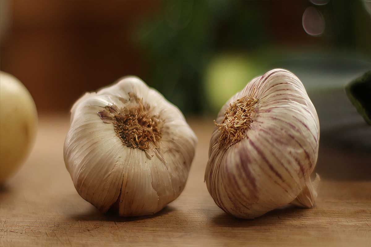Two heads of garlic soup