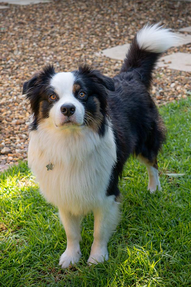 Kenji The Aussie Shepherd kitchen dog recipe30