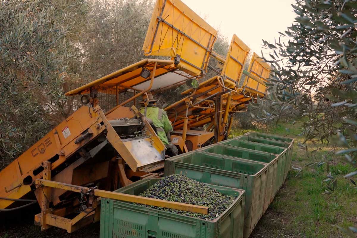 Olives being harvested