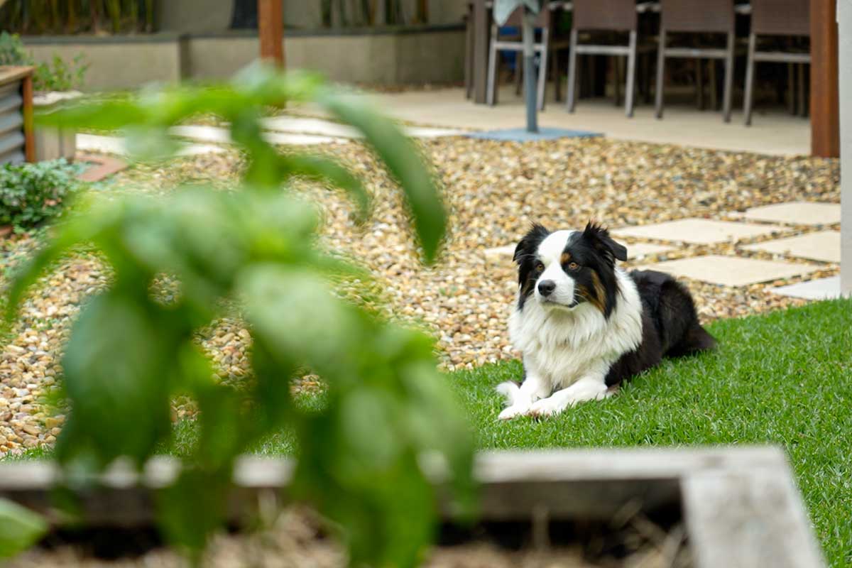 Kenji the Aussie Shep waiting for his treat