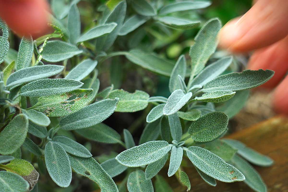 Fresh sage herb